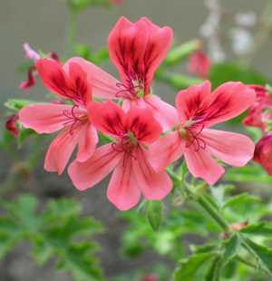 Geranium Oil