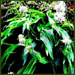 Jatamansi oil