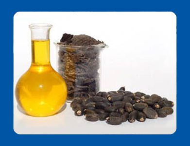 Jatropha Oil - Specific Gravity 0.9186, Flash Point 240/110°C, Viscosity 50.73 cs | Biodegradable, Sustainable, Versatile Use, High Cetane Value