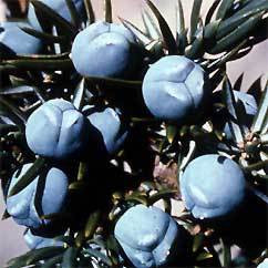 Juniper Berry Oil