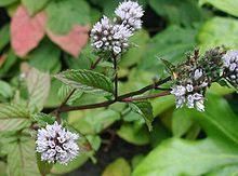 Mentha Piperita