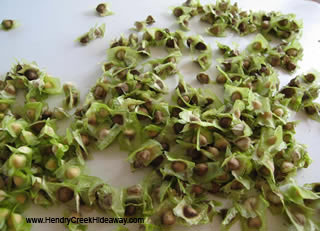 Moringa seeds