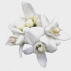 Neroli Flower-hydrosol