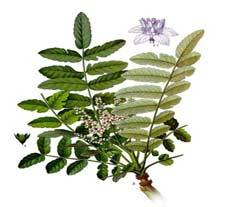 Olibanum Oil