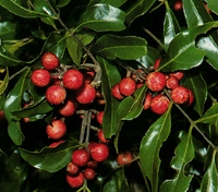 Rosewood