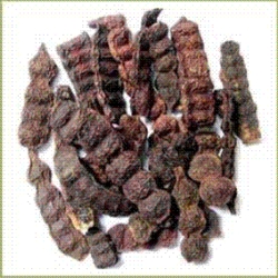 Shikakai Extract