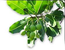 Tamanu Leaves