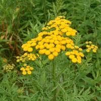 Tansy Oil