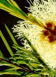 Tea Tree
