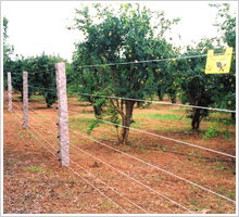 Agriculture Fencing