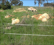 Solar Agricultural Fencing