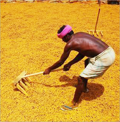 Turmeric
