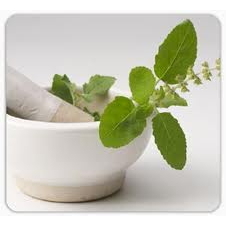 Tulsi Oil