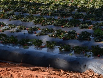 Strawberry Plantation Bags