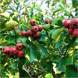 Hawthorn Extract