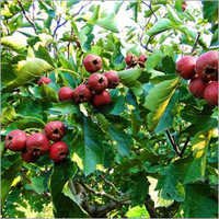 Hawthorn Extract - Hawthorn Berries, 95-99% Purity, Red Color | Dietary Supplement, Food Applications, Medicinal Value, Versatile Uses, Bulk Packaging