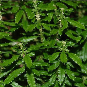Huperzia Serrata Extract