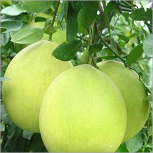 Naringin Extract