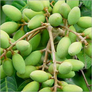 Olive Leaf Extract