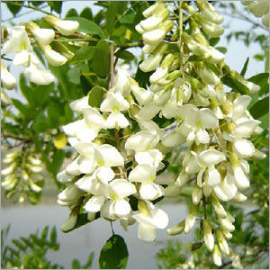 Pagodatree Flower Bud Extract