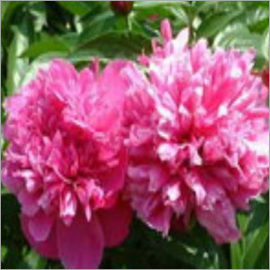 Peony Root Extract