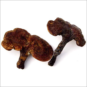 Reishi Mushroom Extract