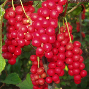 Schisandra Extract