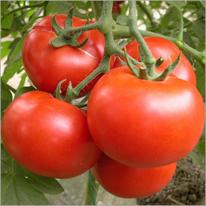 Tomato Extract
