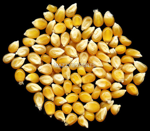 Corn - Kernels, Yellow, Varying Sizes | Freshness, High Nutrition, Long Shelf Life, Ready to Eat, Versatile Uses, Includes Popcorn