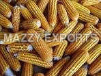 Maize - Non-Adulterated Yellow Grain, Variable Size & Moisture | Hygienic Packaging, High Nutrition, Various Options, Widely Demanded