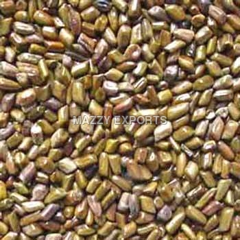 Semen Cassia Tora