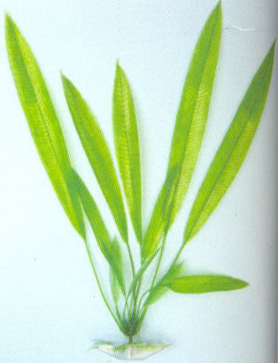 NW Plastic Plant AP 020, 8"