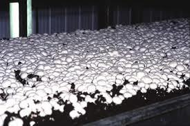 Mushroom Plant