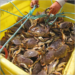 Crabs