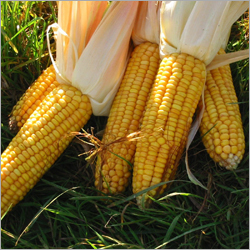 Maize