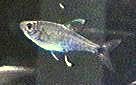 Fish Golden Tetra