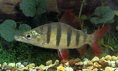 Fish Lemon Tetra