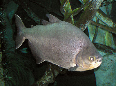 Fish Black Paku - 3 Feet Grey, 1000+ Gallon Tank, Extra Thick Glass | Hardy, Personable, Large Size
