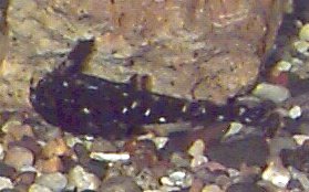 Spotted Raphael Talking Catfish
