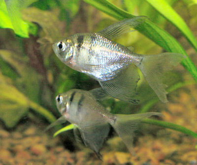 Fish Blackskirt Hifin Tetra