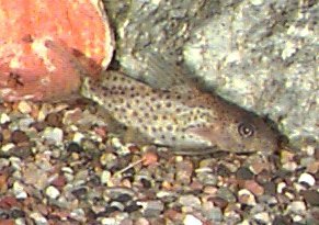 Feather-Fin Catfish