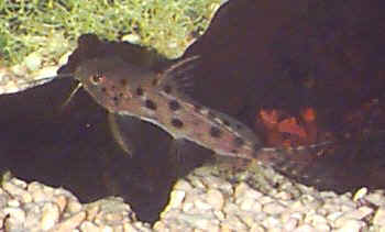 Aquarium Fresh Water Fish