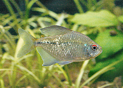 Fish Diamond Tetra
