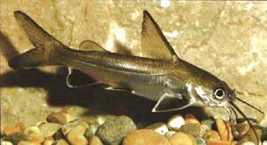 Silver-tipped Shark Catfish