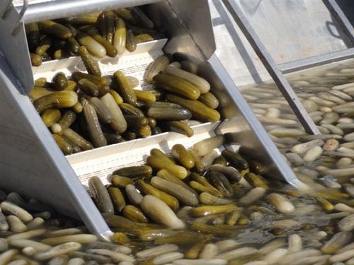 Processed Gherkins
