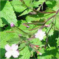 Curd Herbs
