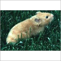 Rodent Control - Brown Chemical Formulation, EPA Compliant | Effective Control, Reliable Service, Health Protection