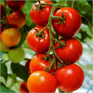 Red Tomato - 50-100g, Diameter 4-6cm, Red Color | Consistent Quality, High Nutritional Value, Long Shelf Life, Versatile Use
