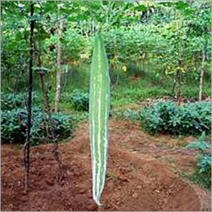 Snake Gourd
