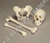 White Human Bone Set